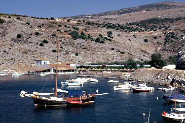 Hydra