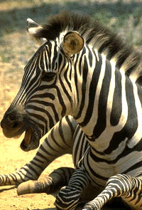 zebra